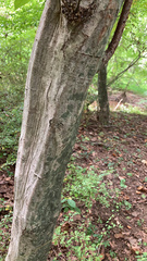 Carpinus caroliniana