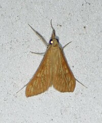 Antigastra catalaunalis