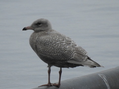 Larus hyperboreus