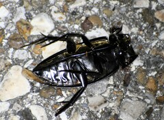 Hydrophilus insularis