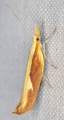 Ypsolopha dentiferella