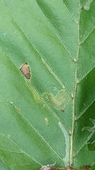 Stigmella tityrella