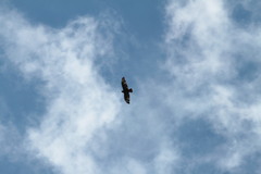 Buteo buteo