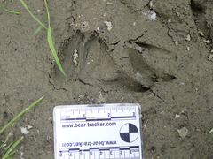Odocoileus hemionus columbianus