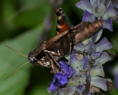 Melanoplini