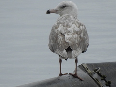 Larus glaucescens × hyperboreus