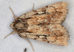 Setagrotis pallidicollis