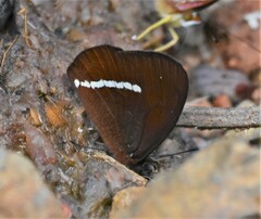 Lymanopoda albocincta
