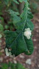 Tischeria ekebladella