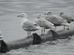 Larus glaucescens × hyperboreus