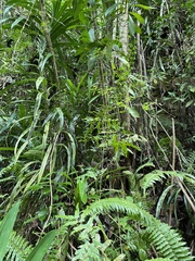 Lygodium microphyllum
