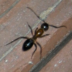 Camponotus atriceps