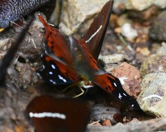 Hypanartia kefersteini