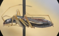 Cnemodus mavortius