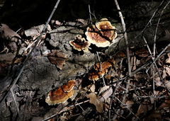 Polyporus