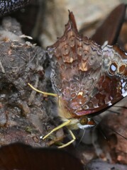 Hypanartia kefersteini
