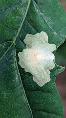 Tischeria ekebladella