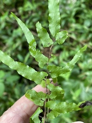 Lygodium microphyllum
