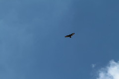 Buteo buteo