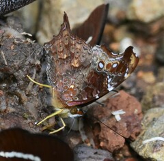 Hypanartia kefersteini