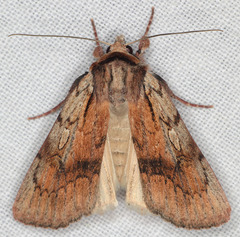 Setagrotis pallidicollis