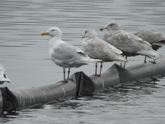Larus glaucescens × hyperboreus