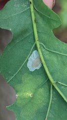 Tischeria ekebladella