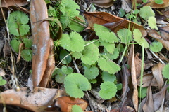 Sibthorpia peregrina