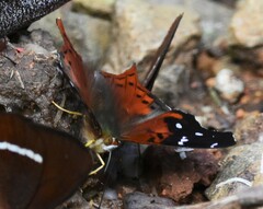 Hypanartia kefersteini