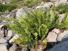 Athyrium americanum