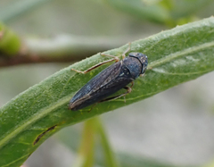 Graphocephala confluens