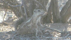 Ammospermophilus harrisii