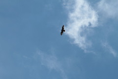 Buteo buteo