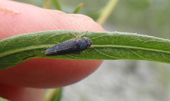 Graphocephala confluens