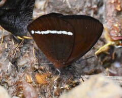 Lymanopoda albocincta