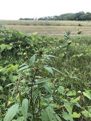Bidens vulgata