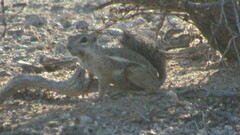 Ammospermophilus harrisii