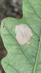 Phyllonorycter quercifoliella