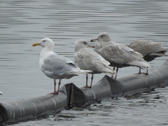 Larus glaucescens × hyperboreus
