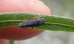 Graphocephala confluens