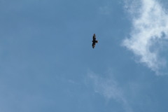 Buteo buteo