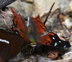 Hypanartia kefersteini