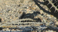 Ammospermophilus harrisii