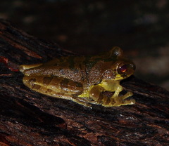 Smilisca manisorum