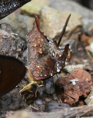 Hypanartia kefersteini