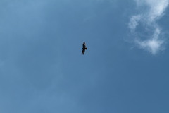 Buteo buteo