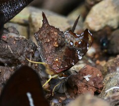 Hypanartia kefersteini
