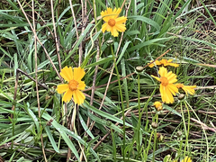 Coreopsis lanceolata