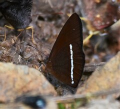 Lymanopoda albocincta