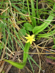 Hypoxis decumbens